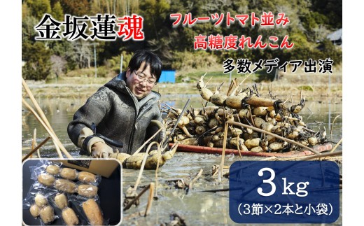 【10月上旬～順次発送】千葉県産 れんこん真空パック(3kg)自然栽培【金坂蓮魂】 CNX003