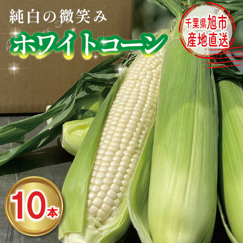 【ふるさと納税】 【先行予約】 白 とうもろこし / 訳あり 10本 選べる 約2.6kg〜4.8kg ホワイトコーン ホワイト 2025年7月下旬発送開始予定 数量限定 期間限定 ジューシー 甘い シャキシャキ 白いとうもろこし 旬 野菜 夏野菜 冷蔵 送料無料 産地直送 千葉県 旭市