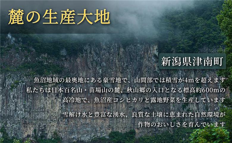 【令和8年産先行予約】朝採れ トウモロコシ（6本）2Lサイズ 1セット 新潟県 津南町  155751-009