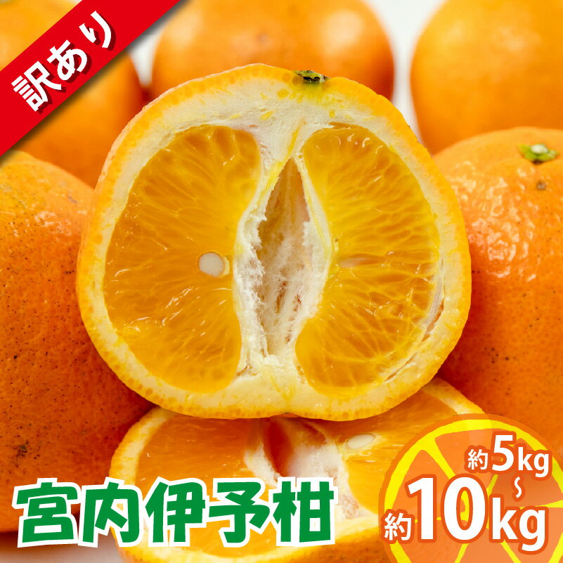 【ふるさと納税】 訳あり 宮内伊予柑 約 5kg/10kg 【2026年1月下旬から順次発送】訳あり みかん 訳あり柑橘 訳あり商品 伊予柑 いよかん みかん 宮内いよかん 柑橘 松山 愛媛県