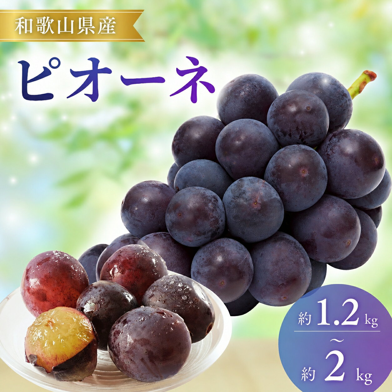 【ふるさと納税】 ピオーネ 和歌山県産 1.2kg 2kg / ぶどう 葡萄 甘い フルーツ 果物 ※8月下旬～9月中旬頃順次発送（日付指定不可） ※離島への配送不可