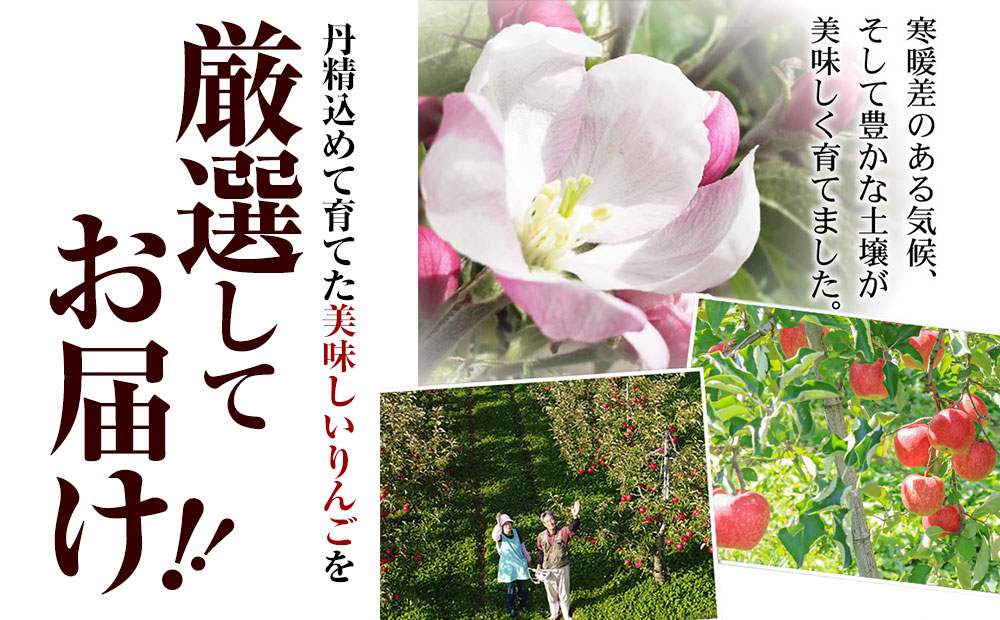中野果樹園のサンふじ5kg（13～16個入り）_イメージ4