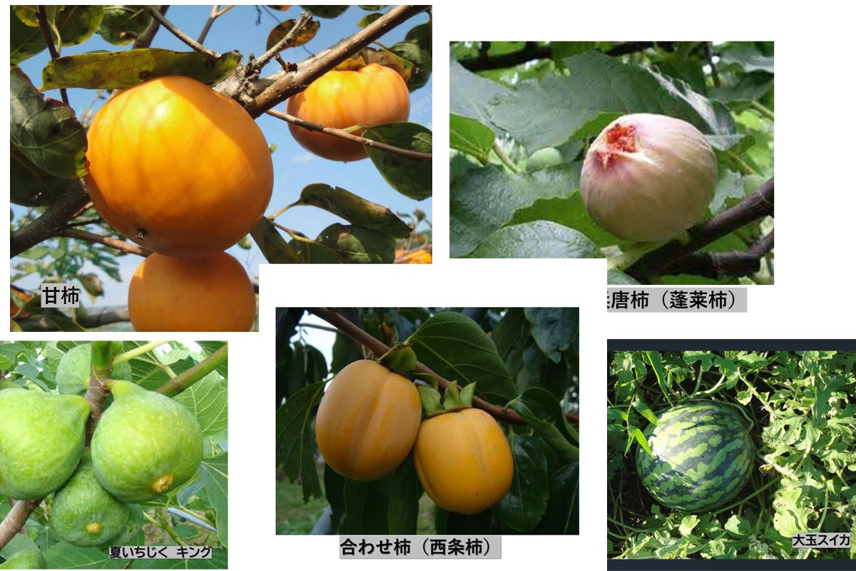 
            【先行予約】山陰浜田の無花果「キング」ほか果物5種セット【定期便】 【113_2065】
          