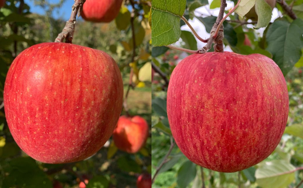 ＜11月下旬頃よりお届け＞北海道壮瞥産りんご サンふじ 約5kg(13〜18玉)【贈答用】 SBTK016