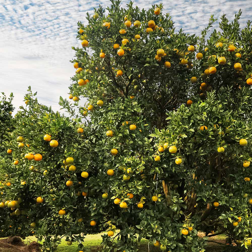 【令和9年発送】＜訳あり＞ ぽんかん20kg（オレンジ園） デコポンの親 みかん ミカン 果物 果実 柑橘 フルーツ ポンカン でこぽん おやつ デザート 甘い 美味しい 家庭用 名物 国産【R010