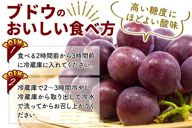 《先行受付》ピオーネ 3房（合計約1.5kg）秋田県 由利本荘市産 八紘園 [葡萄 ブドウ ぶどう ピオーネ 食べごたえ 濃厚 ほどよい甘み ほどよい酸味 贈答 秋田県 由利本荘市 八紘園]