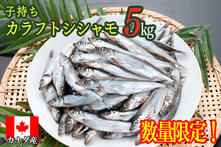 
【数量限定】 子持ち カラフトシシャモ 5kg （500ｇ×10袋） 訳あり シシャモ カラフトししゃも 大洗 規格外 訳アリ わけあり 傷
