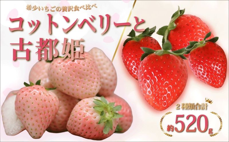 
                  【数量限定】 苺 いちご コットンベリー 古都姫 詰め合わせ 食べ比べ セット 約520g 2027年 1~2月発送 3~4月発送 冷蔵 小分け 果物 スイーツ デザート くだもの フルーツ ベリー ふるさと納税 いちご 大粒 採れたて 完熟 おやつ 産地直送 先行予約 数量限定 季節限定 ブランド イチゴ ギフト お祝い 中村農園 奈良県 奈良市 なら
                