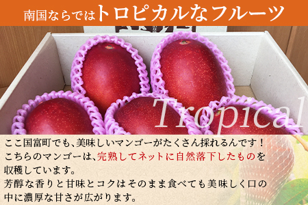 期間限定！＜宮崎特産！国富町産の完熟マンゴー 3～7玉（約1.5kg）＞2026年3月下旬～6月下旬迄に順次出荷【a0591_as】