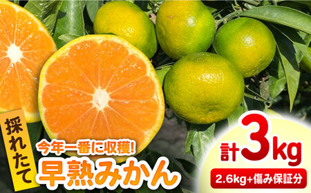 【2026年9月中旬以降発送】早熟みかん 計3kg（2.6kg＋400g傷み保証分） / 佐賀県 / 山本農園 [41ATBT001]