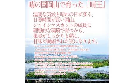 【お中元対象商品】晴王 シャインマスカット晴王 2房 約1.4kg 【先行予約：2026年7月上旬～8月上旬発送予定】 岡山県産 種無し 皮ごと食べる みずみずしい 甘い フレッシュ 温室栽培 晴れの