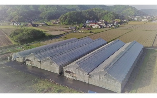 出雲の國からの贈り物～トマトを超えた超トマト2kg【トマト とまと 野菜 やさい 新鮮 産地直送 贈答 出雲 出雲市 おすすめ 人気】