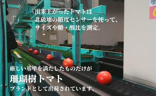 【2025年先行予約】珊瑚樹トマト　S特選 約1kg【糖度10度以上】※2025年春発送＜５月発送＞