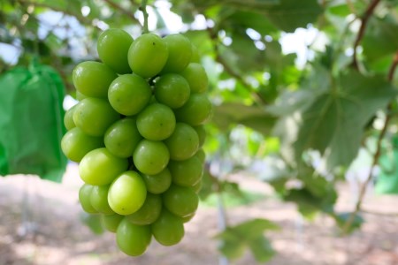 林農園 シャインマスカット 約2kg 3～4房 【先行予約 10月上旬から順次発送】