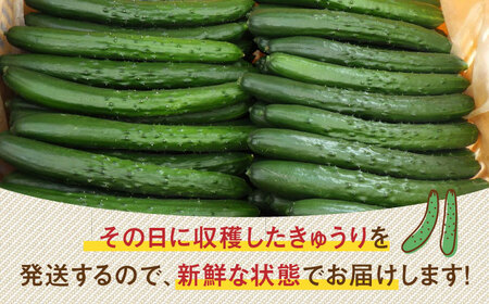 朝採り新鮮きゅうり 約2kg（約14～20本）/株式会社 y’s company[UDX001]