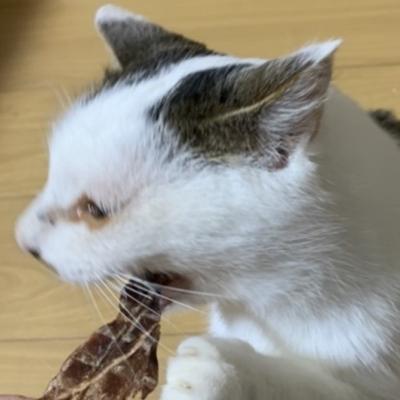 ふるさと納税 安芸高田市 ペットフード クセになるおやつ 鹿肉ジャーキー 40g×2袋[No5895-0545] |  | 03