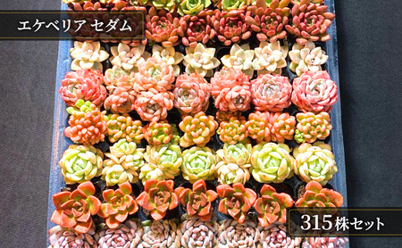 【ふるさと納税】 多肉植物 エケベリア セダム 315株 土付き セット 切苗 詰め合わせ 癒しのおしゃれインテリア 観葉植物 ガーデニング ミニグリーン 千葉県 成田市