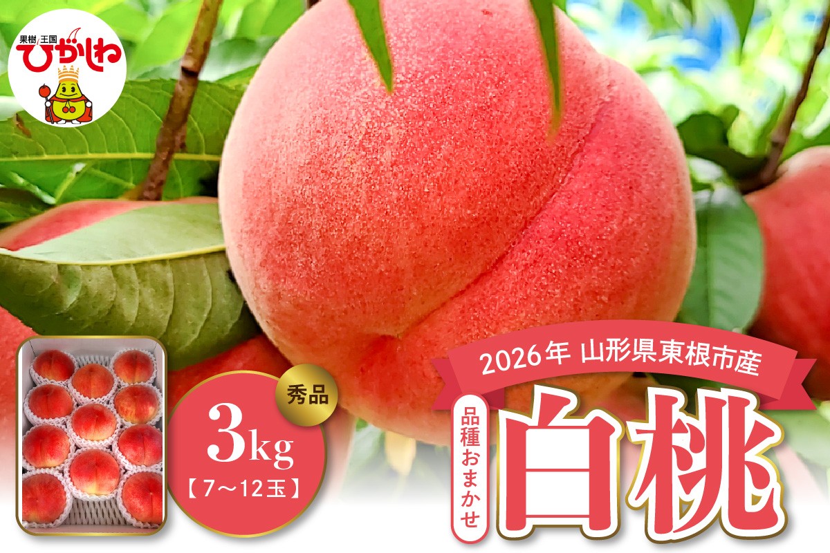 
                  【2026年産】白桃（品種おまかせ）3kg 山形県 東根市 みのる果樹園提供 hi063-003-r8
                