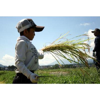 ふるさと納税 妙高市 【2025年12月上旬発送】令和7年産 新潟県妙高産こしいぶき5kg無洗米 |  | 01