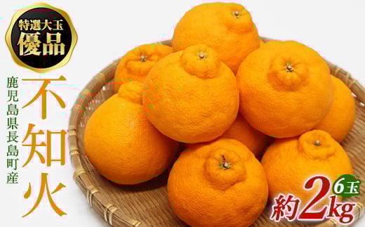 
            【先行予約】特選大玉 優品不知火６玉入り約２kg【山上農園】yamagami-772R7
          