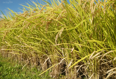 【地元ブランド米】令和7年産 新米 須木米 20kg（国産 米 新米 令和7年新米 精米 ヒノヒカリ 限定 ギフト 人気）