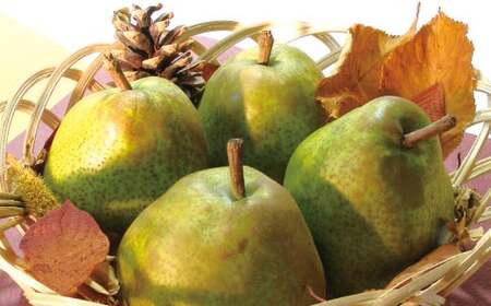 【令和7年産先行予約】 ラ・フランス 約3kg (8～12玉 秀 L～2L) 《令和7年11月下旬～発送》 『Yamagataうまいな中村屋』 梨 果物 フルーツ 山形県 南陽市 [1743]