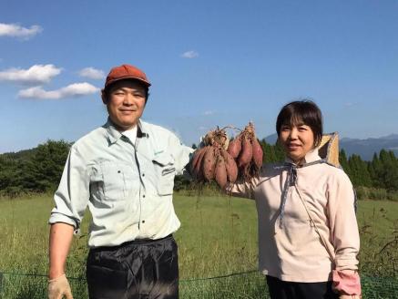 ギフトにおすすめ 阿蘇小国育ちの干し芋（シルクスィート）35g入×10袋