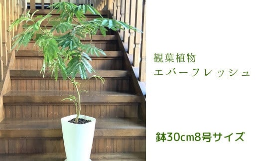 066-08 【4月以降(九州地方から)発送】観葉植物 エバーフレッシュ8号サイズ1鉢
