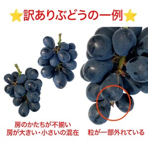 2025年 発送 先行予約 訳あり ナガノパープル 約2kg 家庭用 | ナガノパープル ぶどう 訳あり 家庭用 葡萄 皮ごと 種なし 高糖度 フルーツ 果物 特産品 オリジナル 品種 産地直送 千曲