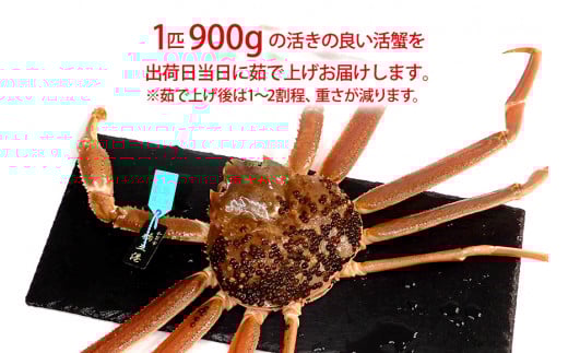【11月10日～12月15日発送】【先行予約】【冷蔵発送】石川県産 加能かに ズワイガニ ( 産地証明タグ付 ) 茹で上げ前重量 約900g 1匹 特大サイズ F6P-2756
