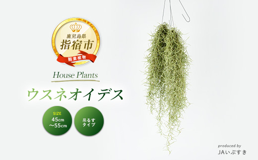 2026年4月上旬～発送【観葉植物】ウスネオイデス 45cm～55cm  (JAいぶすき/IB165-019)  植物 グリーン おしゃれ インテリア 室内 エアプランツ インテリアグリーン ※北海道・沖縄・離島配送不可※