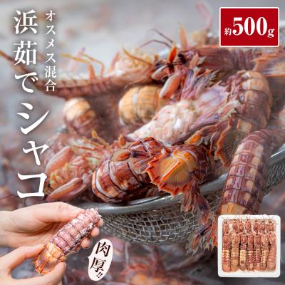 ふるさと納税 石巻市 季節限定 宮城県産 浜茹で シャコエビ 500g(オスメス混合)冷蔵 産地直送 殻付き 子持ち 肉厚