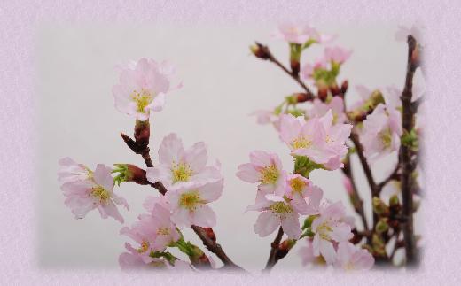 
《 先行予約 》 啓翁桜 ( けいおうざくら ) 80cm × 8本 〔1月中旬頃 ～ お届け 〕 花 生花 枝花 [034-003]
