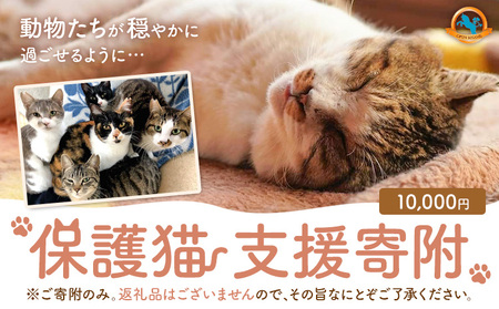 【返礼品なし】保護猫支援寄附 10,000円 一般社団法人オープンセサミアライブ 熊本県 南阿蘇村 保護猫 支援 猫 ネコ ねこ 生活支援 動物愛護 保護 返礼品なし 寄附 牧場 オープンセサミ アニマルサンクチュアリ
