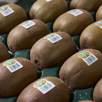 ふるさと納税 志免町 福岡県産ブランドキウイ「甘うぃ」約1.5kg(12-15玉)(志免町) |  | 02