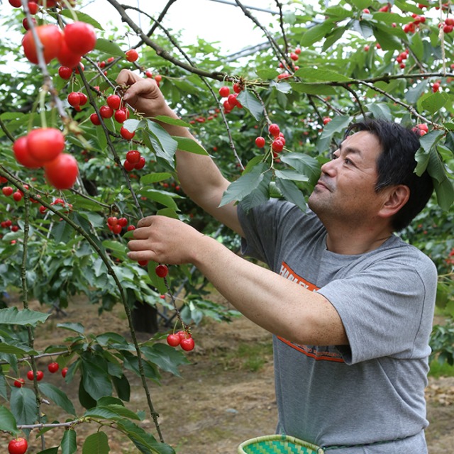 《先行予約》2023年 山形県産 さくらんぼ 紅さやか 220g×4 秀L フードパック詰め F20A-003