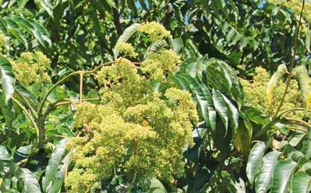 純国産  烏山椒 はちみつ 520g｜非加熱 純粋 天然 蜂蜜 単花蜜 からすざんしょう ハチミツ ギフト｜千葉県 君津市