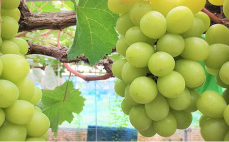 ぶどう 2026年  シャインマスカット 6～7房（約4.5kg） ブドウ 葡萄 岡山市産 国産 フルーツ 果物 ギフト タンポポ農園