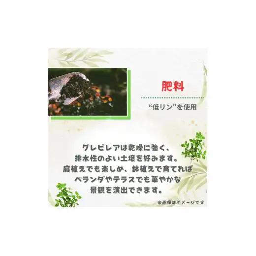 グレビレア　フォレストランブラー ／ グレビレア フォレストランブラー 植物 観葉植物 鉢植え