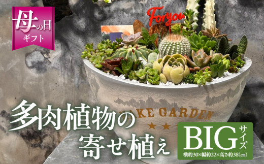 【数量・期間限定】【母の日】多肉植物の寄せ植え　BIGサイズ_M238-008_04-MD