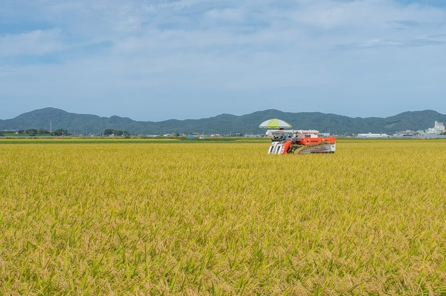 数量限定 【令和7年産】【新米】 山形県庄内産 小池半左衛門のお米 はえぬき 無洗米 5kg (5kg×1袋)