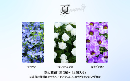春夏秋冬 季節を感じる箱いっぱいの花苗（年4回 季節ごとにお届け) | 定期便
