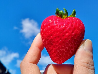 【先行予約】【12月発送】朝摘み！完熟とちあいか＆ミルキーベリーの紅白セット 1280g（320g×4p(各2パック) ）　※離島への配送不可　※2025年12月上旬～12月下旬頃に順次発送予定