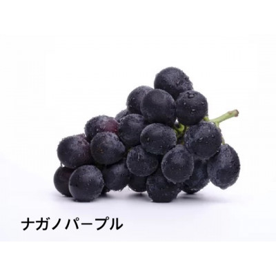 ナガノパープル5kg　県内共通返礼品:かすみがうら市産  フルーツ 果物 ぶどう (BR157)