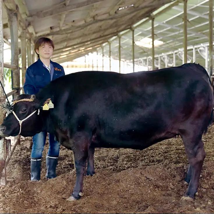 近江牛 ロース スライス 500g 【DM02W1】 牛肉 近江牛 すき焼き 生産牧場指定 料亭