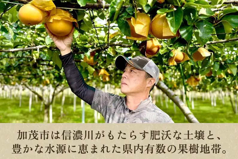 【2026年先行予約】いずみ果樹園の和梨 あきづき 約3kg（5～9玉） 《9月中旬～順次出荷》 なし ナシ 日本梨 フルーツ 果物 加茂市 いずみ果樹園