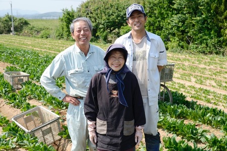 ≪先行予約受付中！2025年6月上旬より順次発送予定≫福岡県芦屋町特産 赤しそ(計1kg・250g×4束) 紫蘇 シソ あかしそ 赤しそ 芦屋町産 しそジュース 葉 手作り 手づくり 野菜 やさい 生