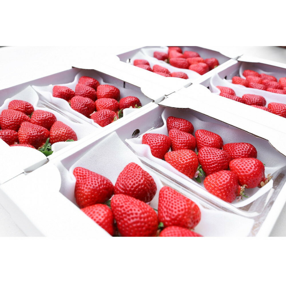 【ふるさと納税】朝どり完熟あまおう8P　福岡市志賀島産