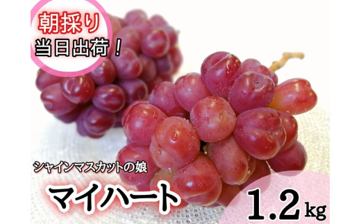 HF-6.【限定品】シャインマスカットの娘『マイハート』　岡山の人気ぶどう１．２ｋｇ(２～３房)！