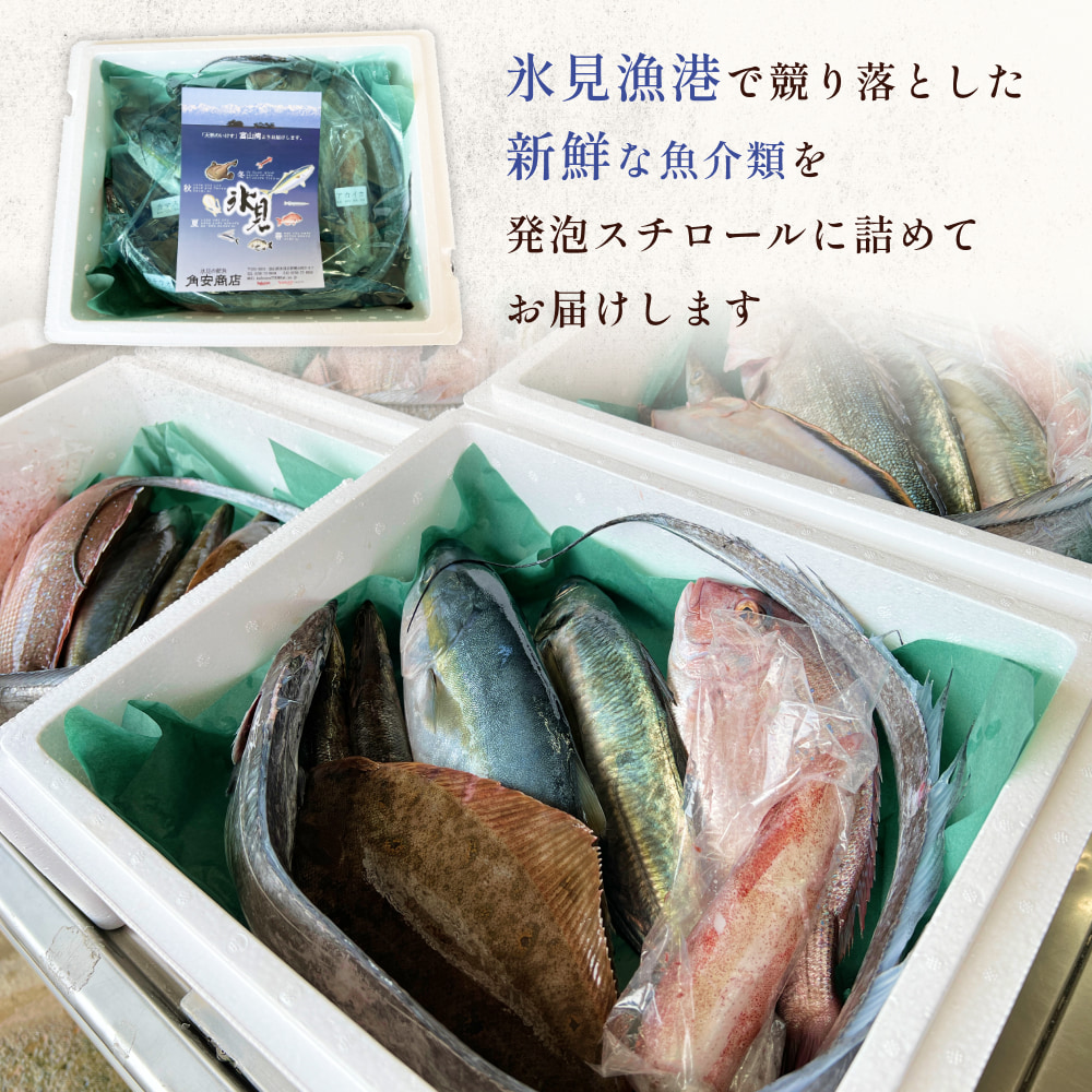 【配送地域限定】天然のいけす 富山湾 氷見漁港 旬の鮮魚セット定期便9ヶ月連続